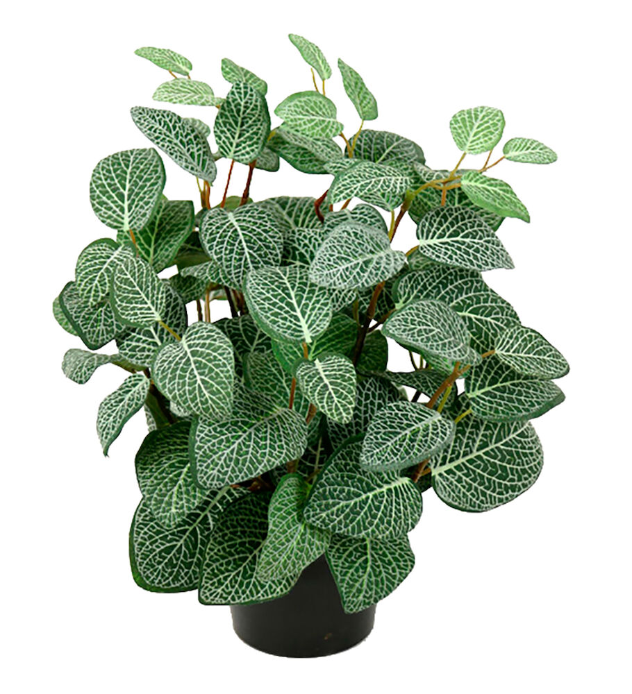 Götessons Konstväxt Fittonia 34 cm