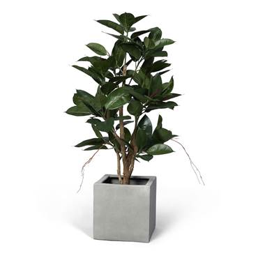 P8551744 Konstväxt Ficus robusta 120 cm