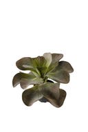 Konstväxt Kalanchoe 25 cm