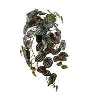 Konstväxt Peperomia 45 cm