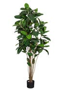 Konstväxt Fikus Robusta 180 cm