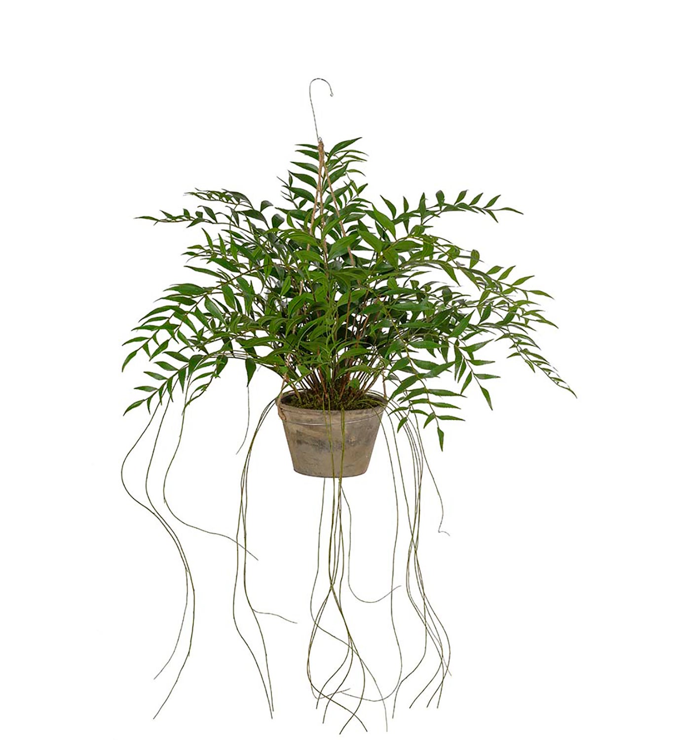 Konstväxt Hoya 65 cm