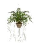 Konstväxt Hoya 65 cm