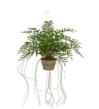 Konstväxt Hoya 65 cm