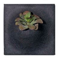 Ljudabsorbent PlantPanel 58x58x21 cm Slate