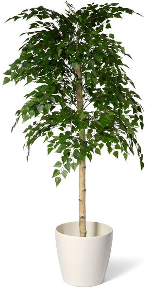 Konstväxt Björk 150 cm