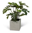 Konstväxt Split philo 80 cm