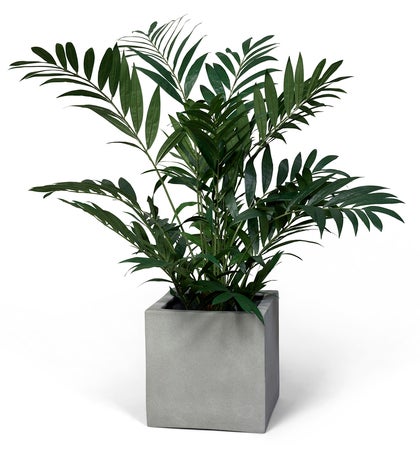 Konstväxt Bergspalm 125 cm