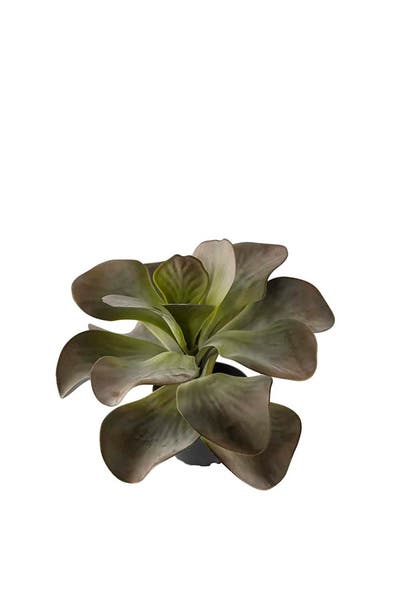 Konstväxt Kalanchoe 25 cm