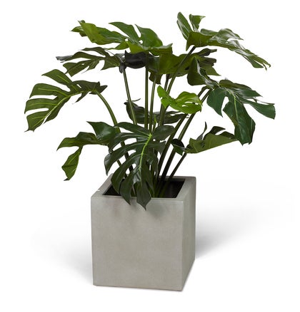 Konstväxt Split philo 80 cm