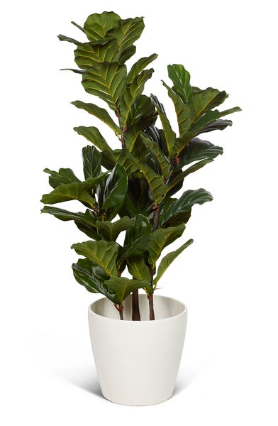 Konstväxt Ficus lyrata 100 cm