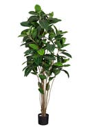 Konstväxt Fikus Robusta 180 cm
