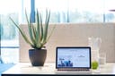 Krukväxt plast Aloe Vera med kruka