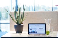 Krukväxt plast Aloe Vera med kruka