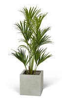 Konstväxt Kentiapalm 120 cm