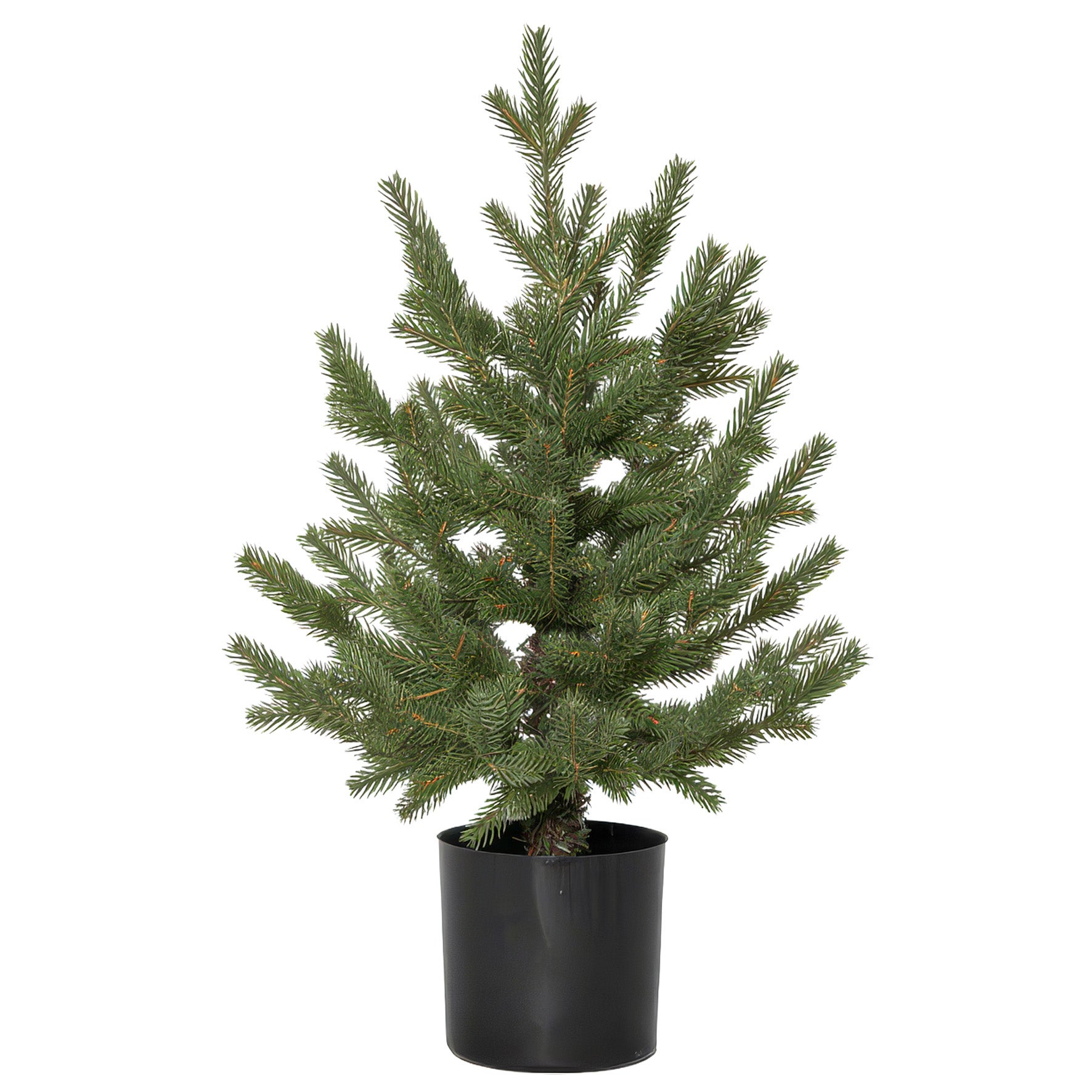 Dekorationsträd Granboda 55 cm