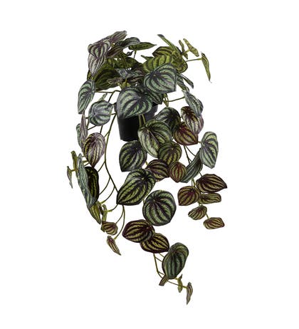 Konstväxt Peperomia 45 cm