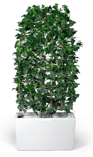 Konstväxt Murgrönespaljé 150 x 60 cm