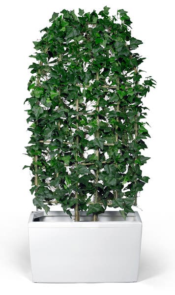 Konstväxt Murgrönespaljé 150 x 60 cm