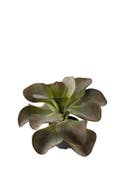 Konstväxt Kalanchoe 25 cm
