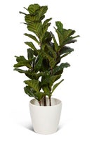 Konstväxt Ficus lyrata 100 cm