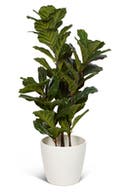 Konstväxt Ficus lyrata 100 cm