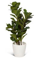 Konstväxt Ficus lyrata 100 cm