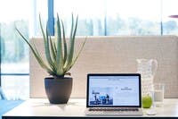 Krukväxt plast Aloe Vera med kruka