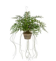 Konstväxt Hoya 65 cm