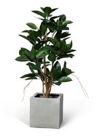 Konstväxt Ficus robusta 120 cm