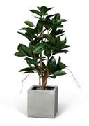 Konstväxt Ficus robusta 120 cm