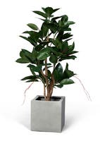 Konstväxt Ficus robusta 120 cm